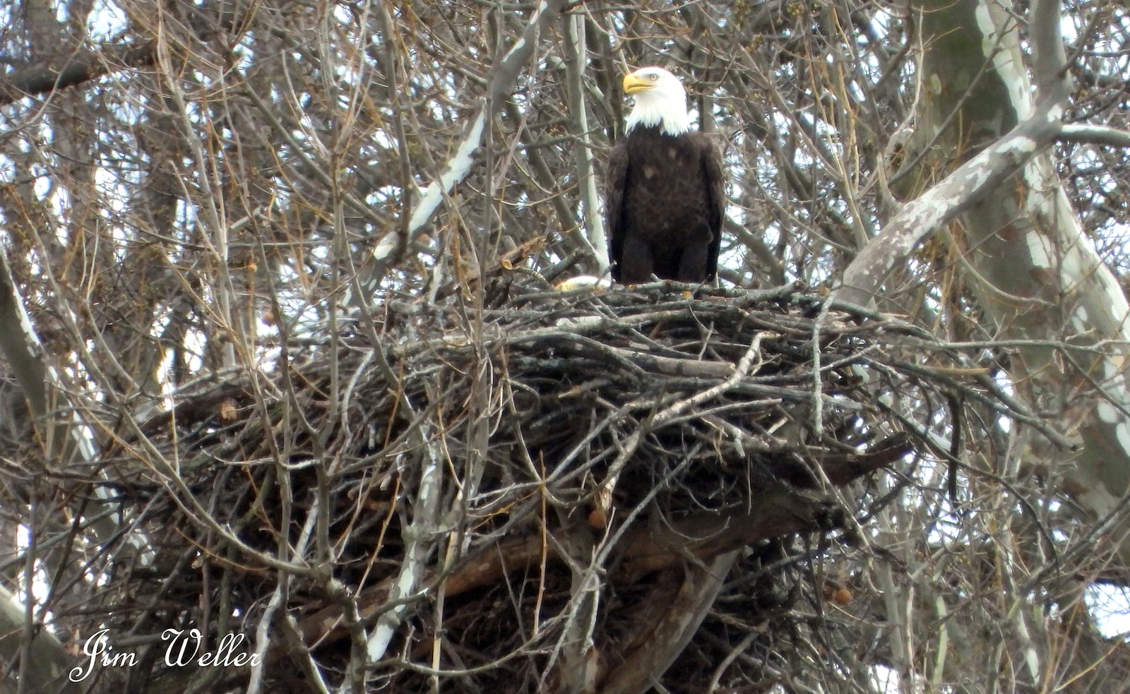 Orv keeps watch as Willa sits on an egg in the nest in March 2021. The resident bald eagles at Carillon Historical Park have an eaglet in their nest. PHOTO COURTESY OF JIM WELLER