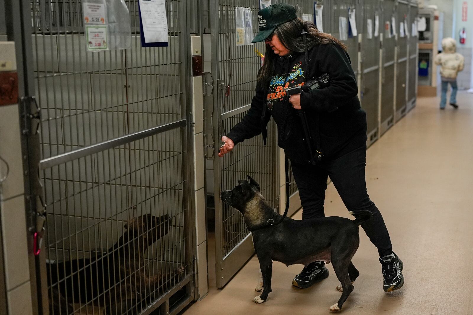 Volunteer Adrian Budnick returns a dog to its kennel at the Metro Animal Care and Control facility Thursday, Feb. 20, 2025, in Nashville, Tenn. (AP Photo/George Walker IV)