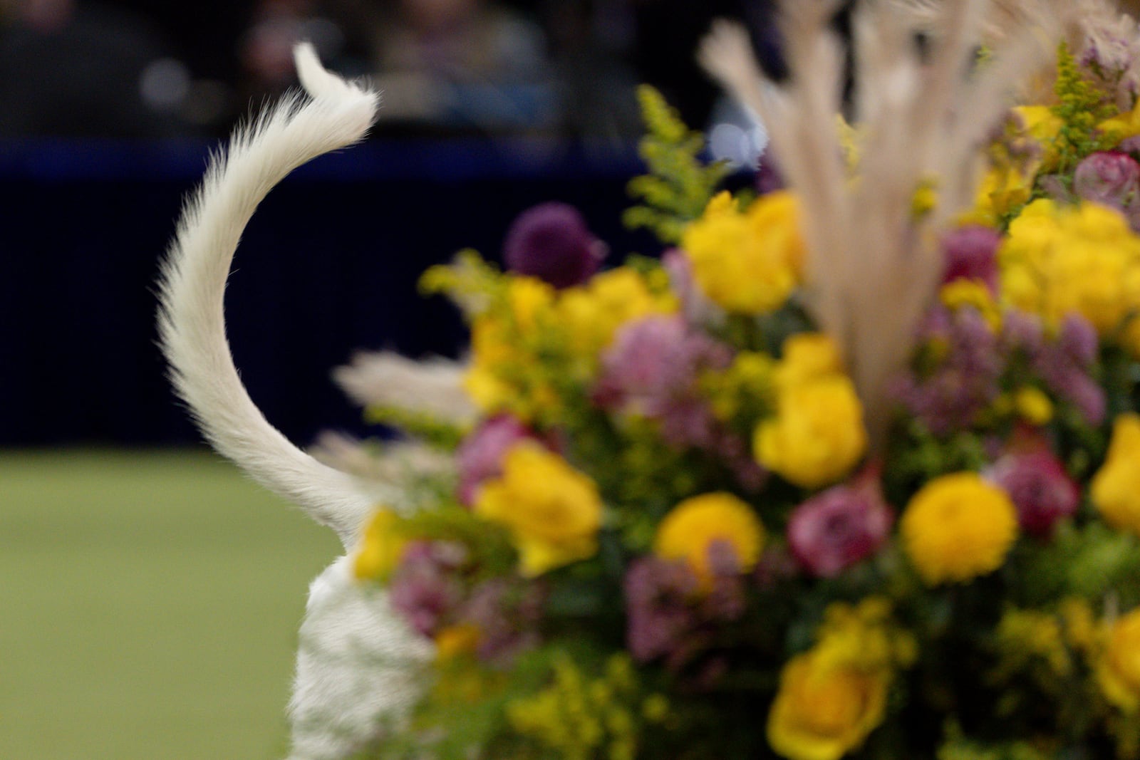 A dog competes during the junior showmanship competition at the 149th Westminster Kennel Club Dog show, Tuesday, Feb. 11, 2025, in New York. (AP Photo/Julia Demaree Nikhinson)