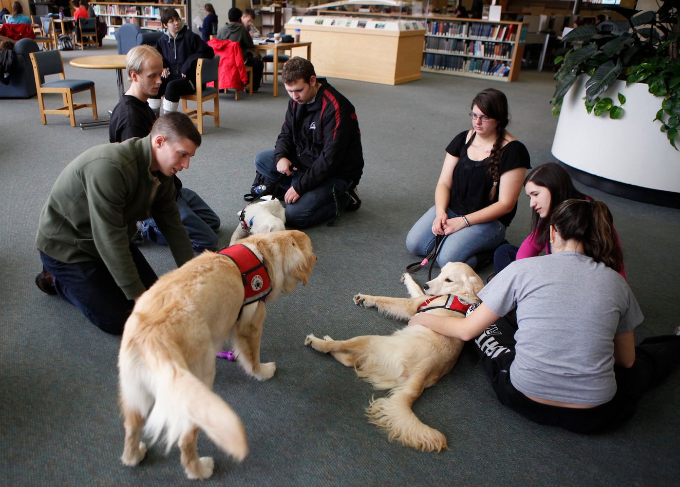 Finals Week Stress Relief Dogs