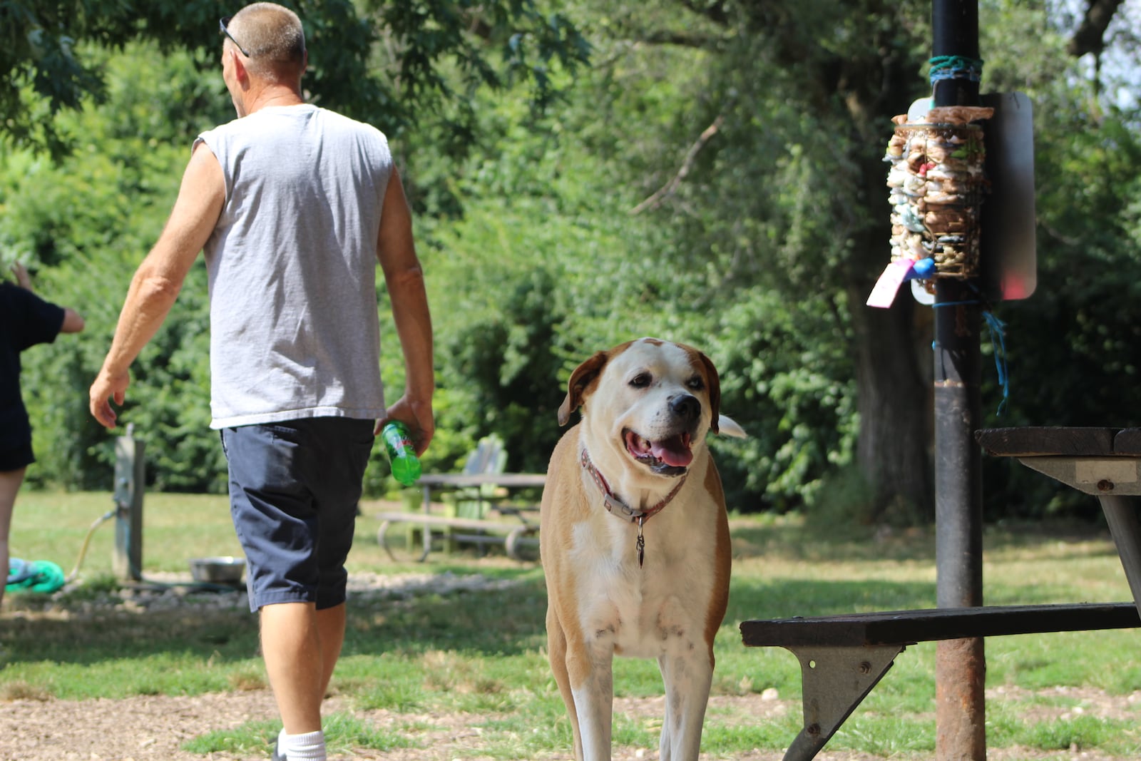 A dog plays at Deeds Point Dog Park on Friday. CORNELIUS FROLIK / STAFF