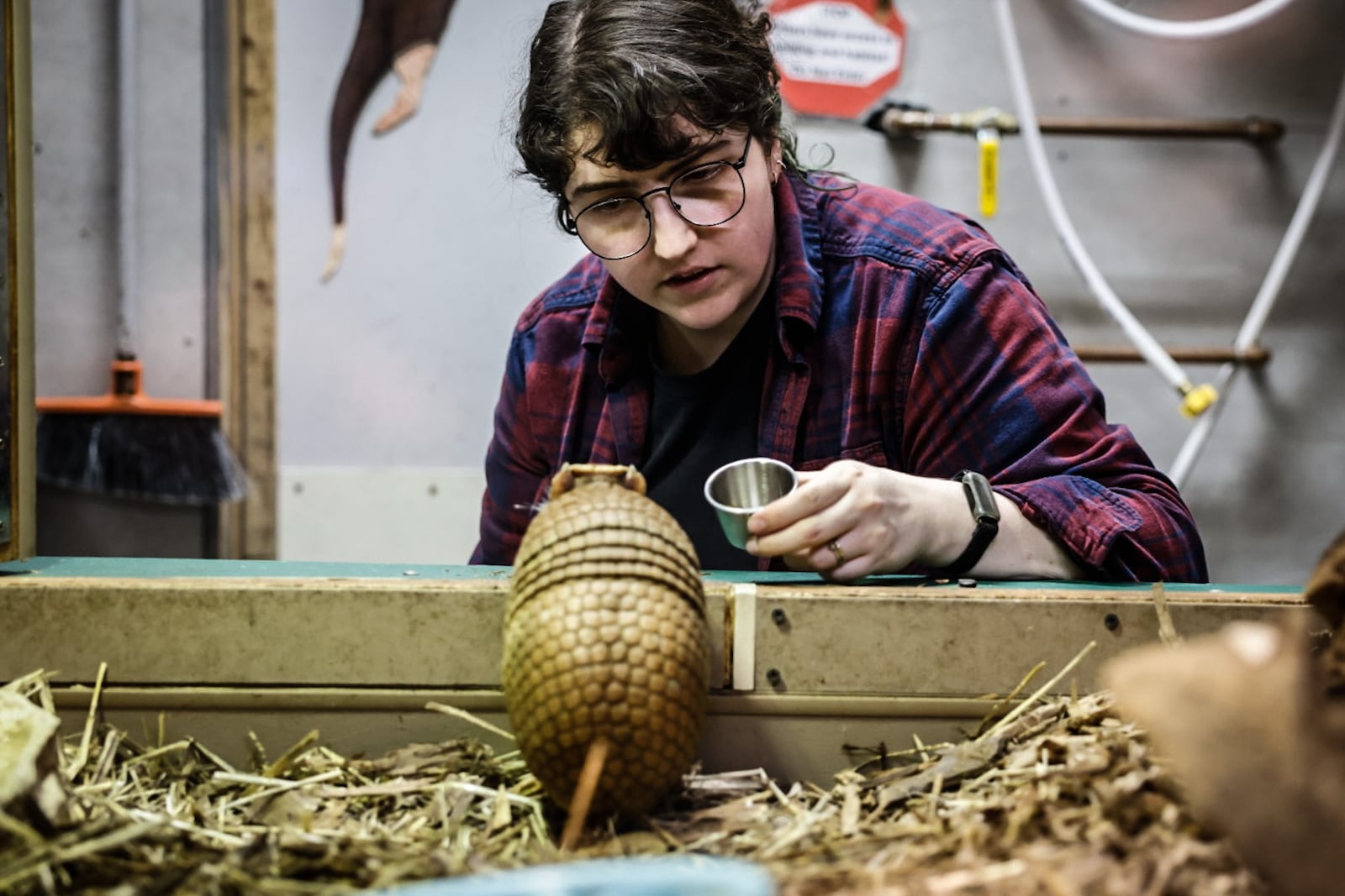 Lead animal keeper at Boonshoft Museum of Discovery Bailey Cole works with Sheldon the armadillo Tuesday 23, 2024. JIM NOELKER/STAFF