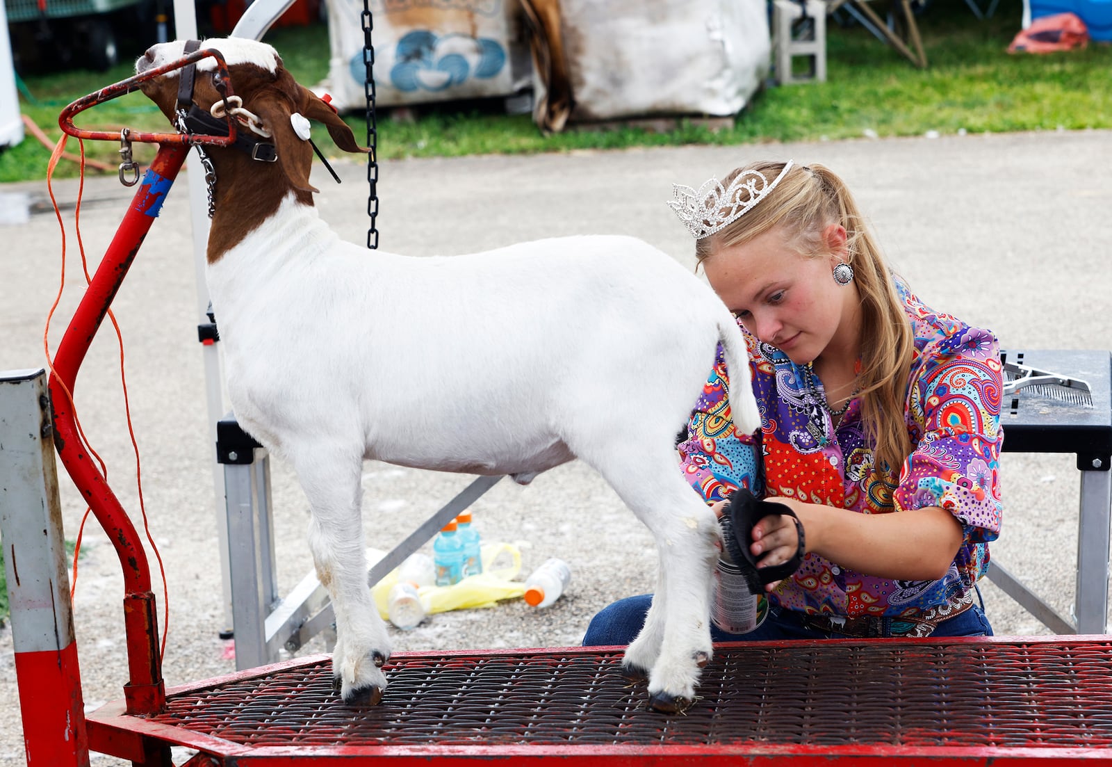 Gracie Heider, age 18, of Fairborn cares for her goat Tuesday, July 30, 2024 at the Greene County Fair. MARSHALL GORBY\STAFF