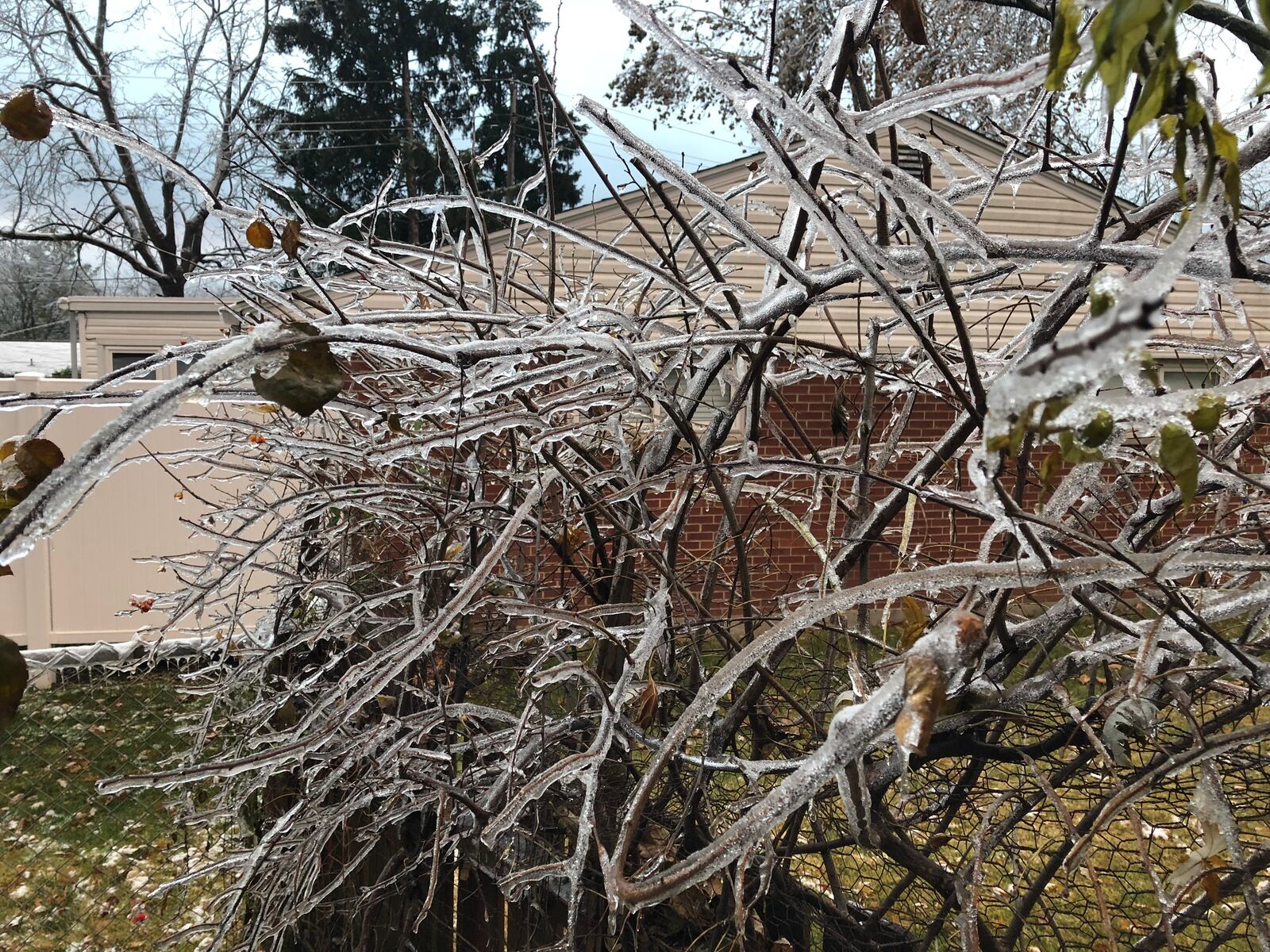 Ice coats small branches in Kettering after a storm on November 14-15 of 2018. JEREMY P. KELLEY / STAFF