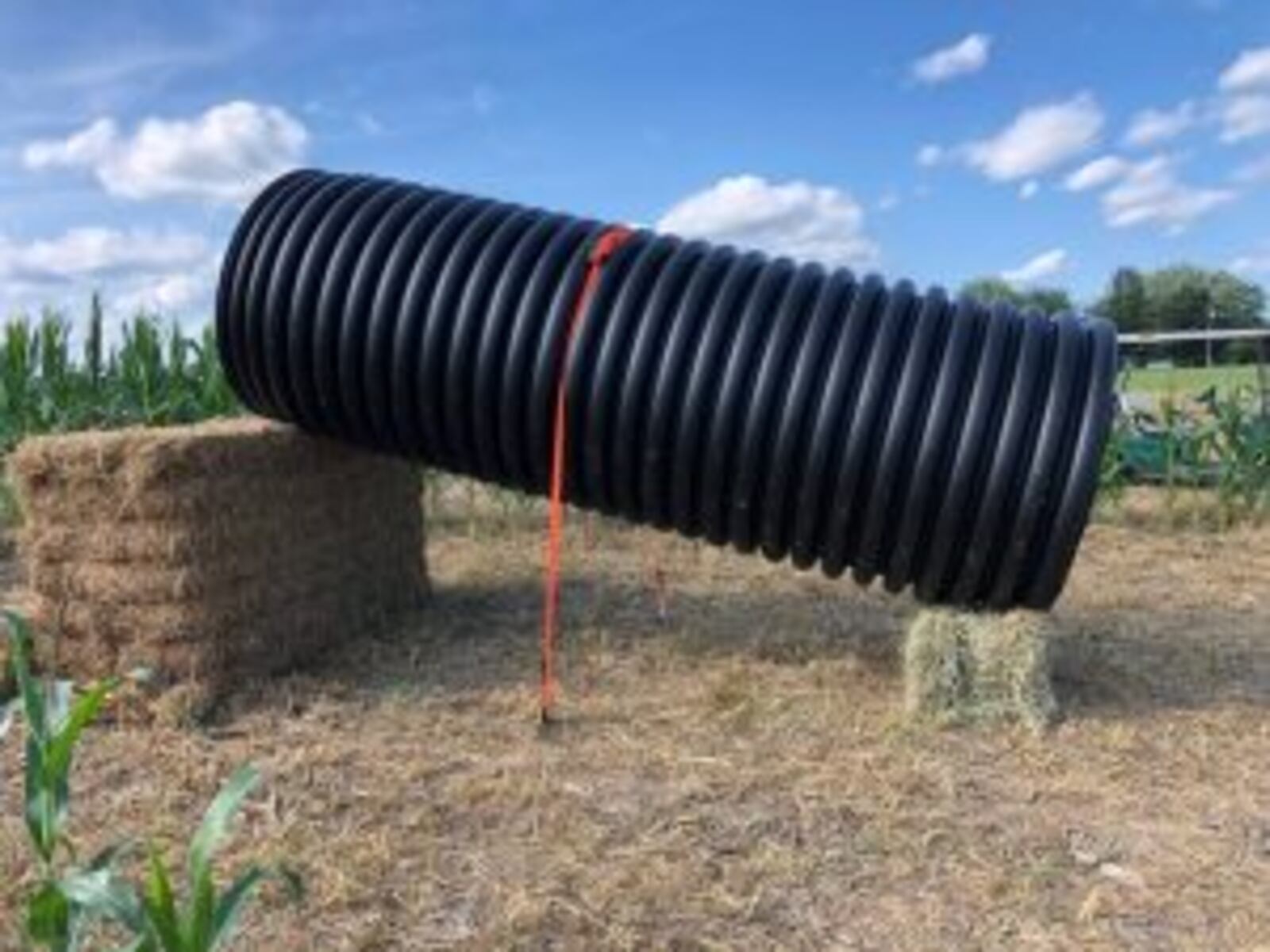 Extreme weather caused Young’s Jersey Dairy to transform its annual corn maze into a new outdoor play area.