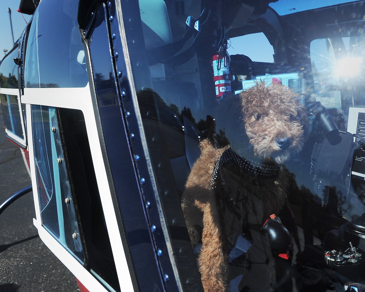 Company adds therapy dog