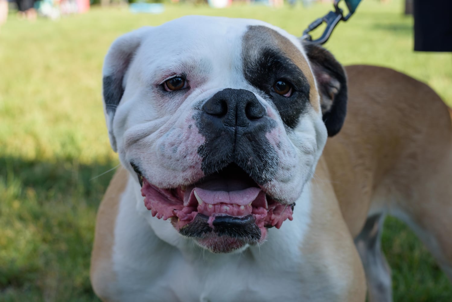 PHOTOS: Did we spot you and your doggie at SICSA’s Lift Your Leg fun run/walk?