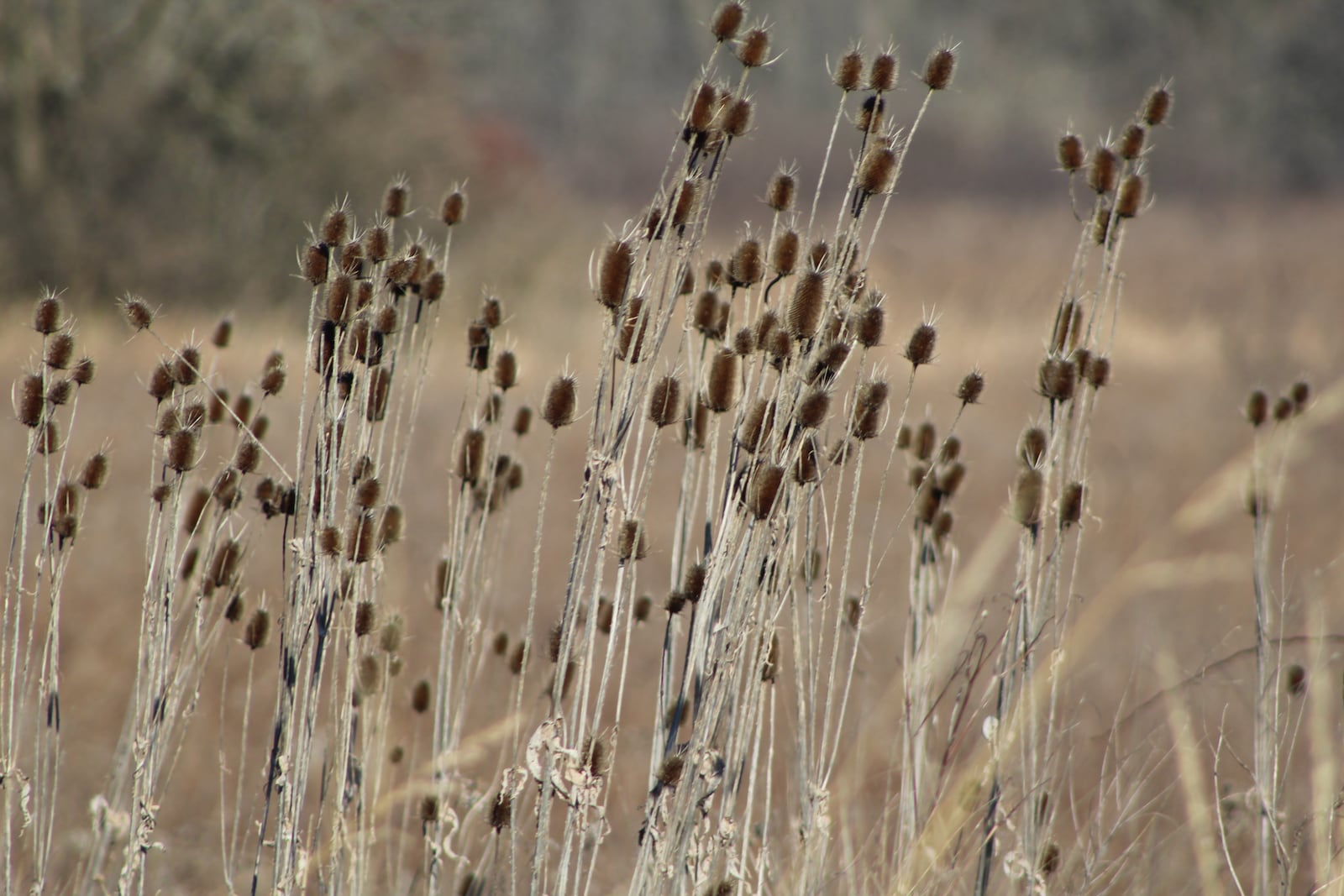 The Paul E. Knoop Jr. Prairie at Frederick Pike and West National Road. CORNELIUS FROLIK / STAFF