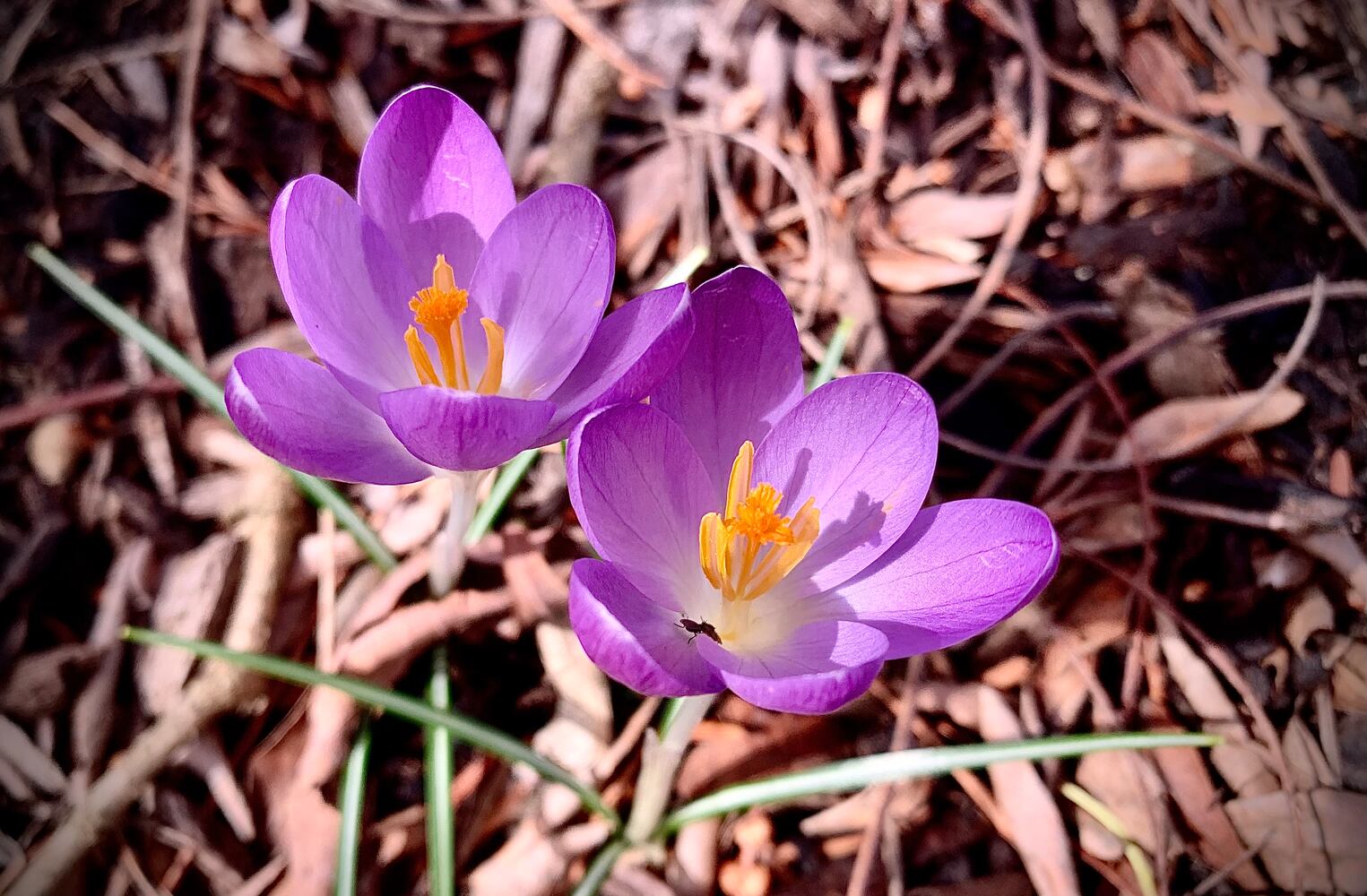 Spring Flowers 