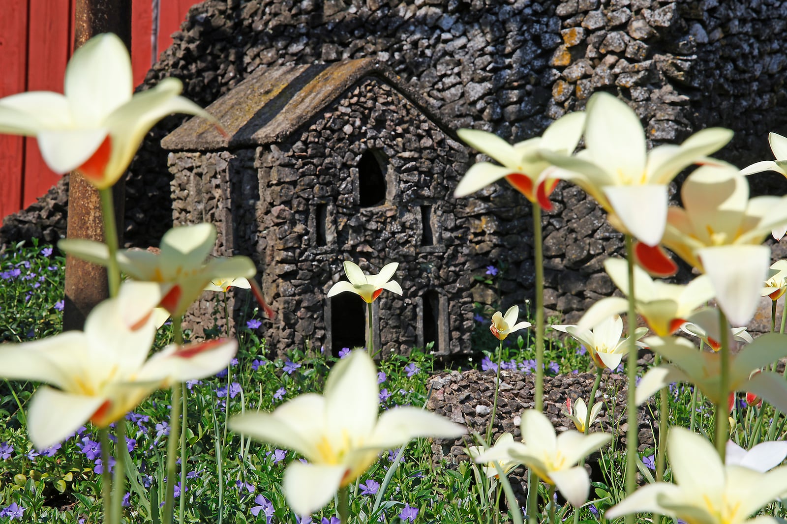 Spring has sprung at the Hartman Rock Garden as colorful tulips and other flowers are blooming around the rock sculptures Tuesday, April 16, 2024. The garden, located at 1905 Russell Avenue in Springfield, was the creative vision of Ben Hartman, who made all the sculptures in the garden by hand between 1932 and 1944. The flowers blooming this time of year, serve to highlight the unique and sometimes odd vision of a local artist. BILL LACKEY/STAFF