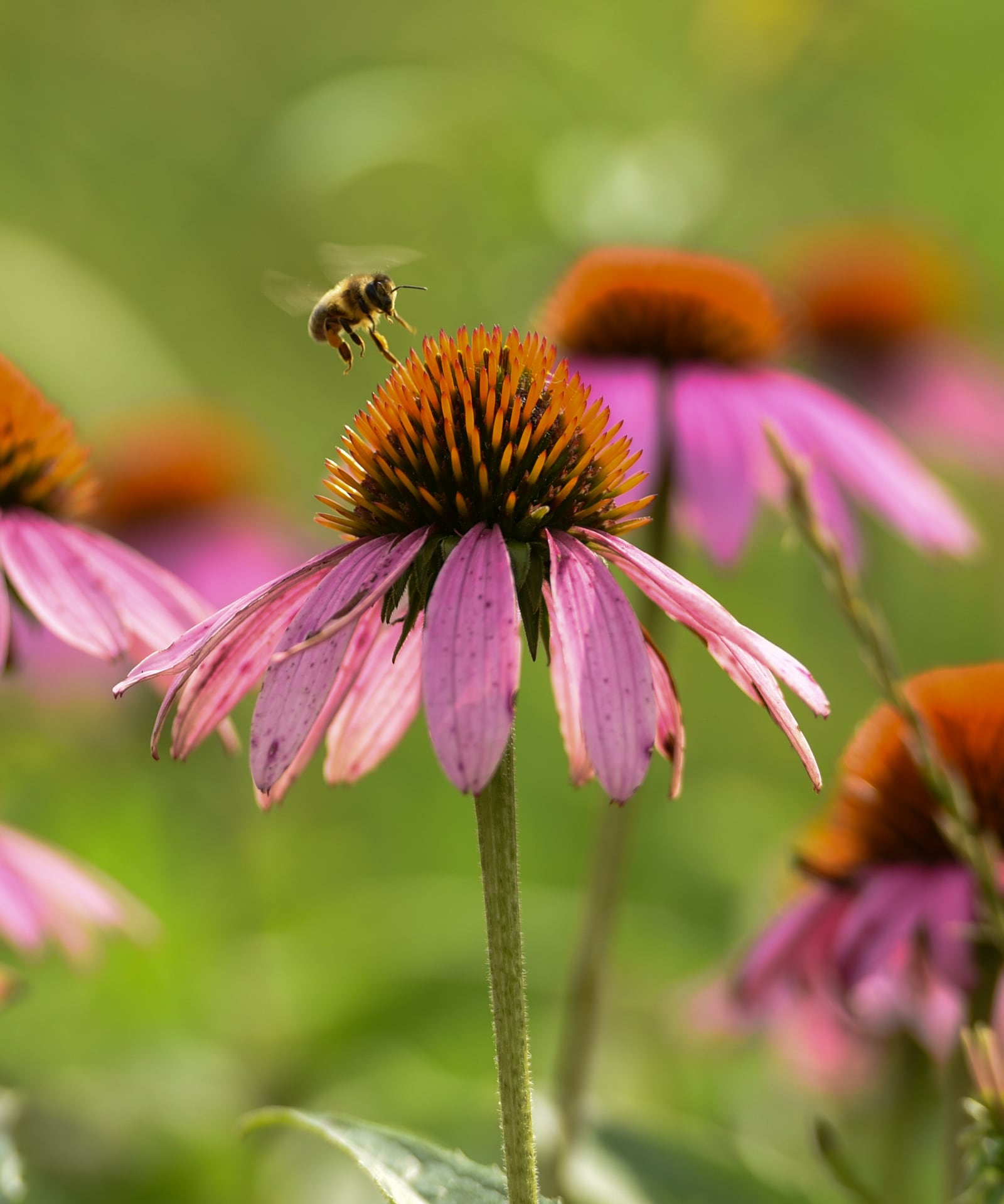 A honey bee flies to pollinate a purple cone flower in Huffman Prairie, Wright-Patterson Air Force Base, Ohio, on July 20. Huffman Prairie is the largest natural tall-grass prairie in Ohio. U.S. Air Force photo/Matthew Clouse