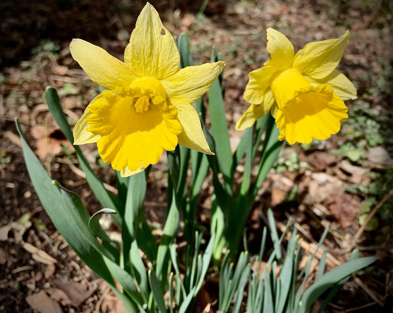 Spring Flowers 