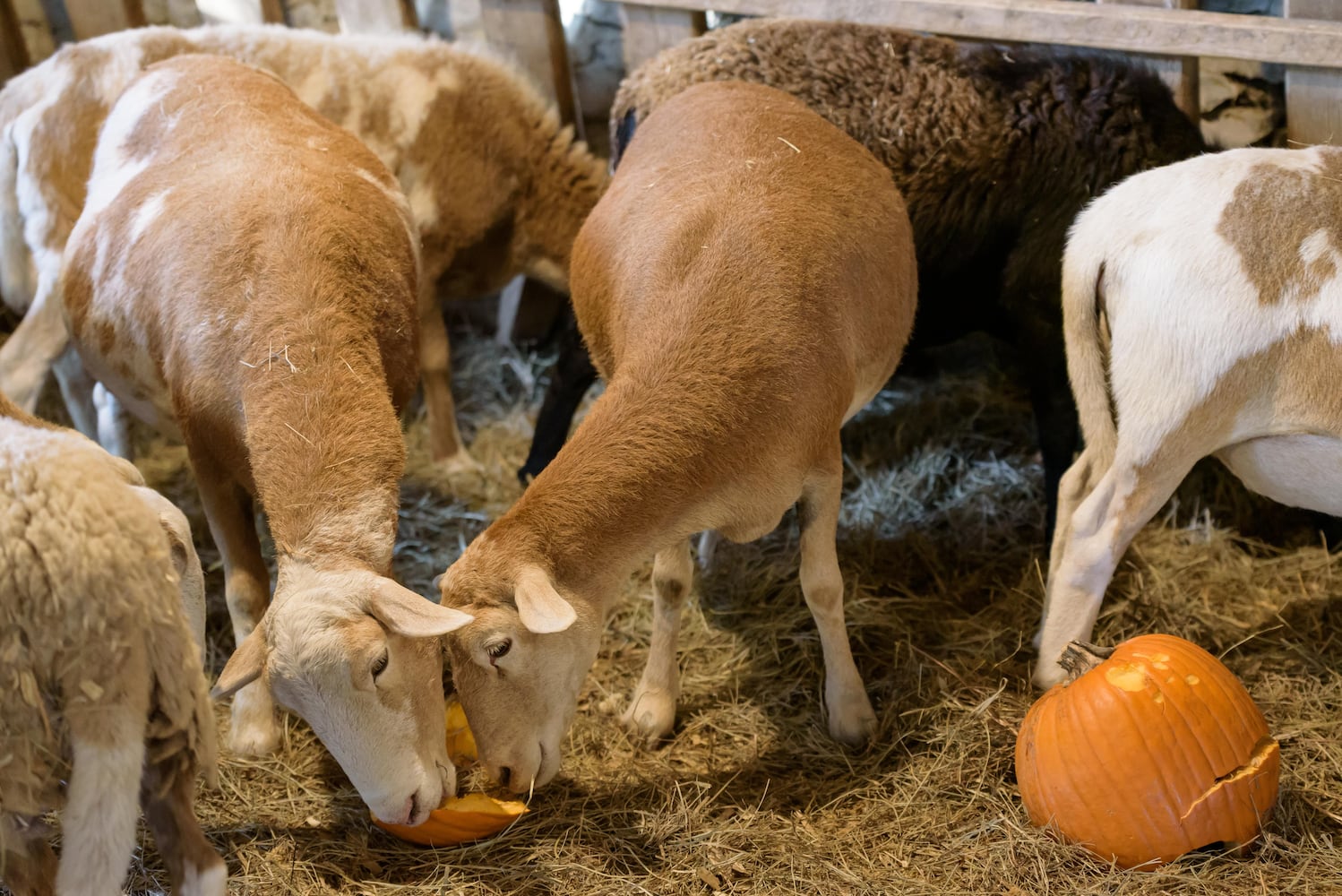 PHOTOS: 2024 Fall Farm Fest at Lost Creek Reserve in Troy