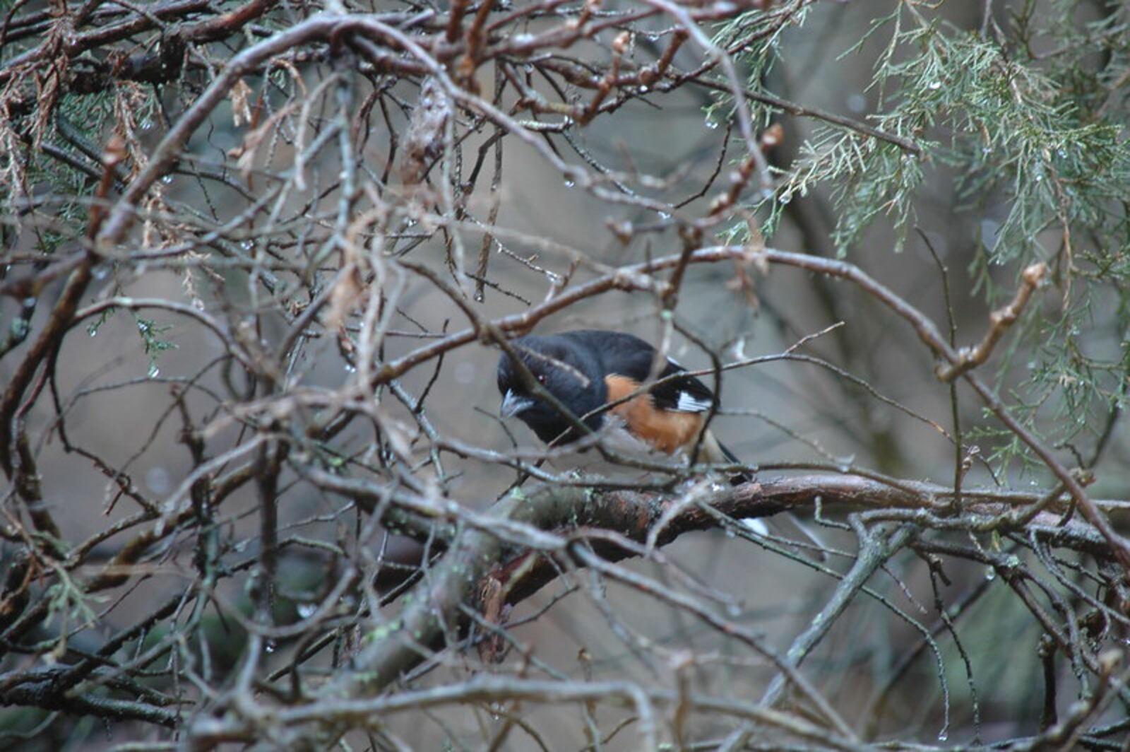 Winter hikes offer clear views of wildlife. CONTRIBUTED