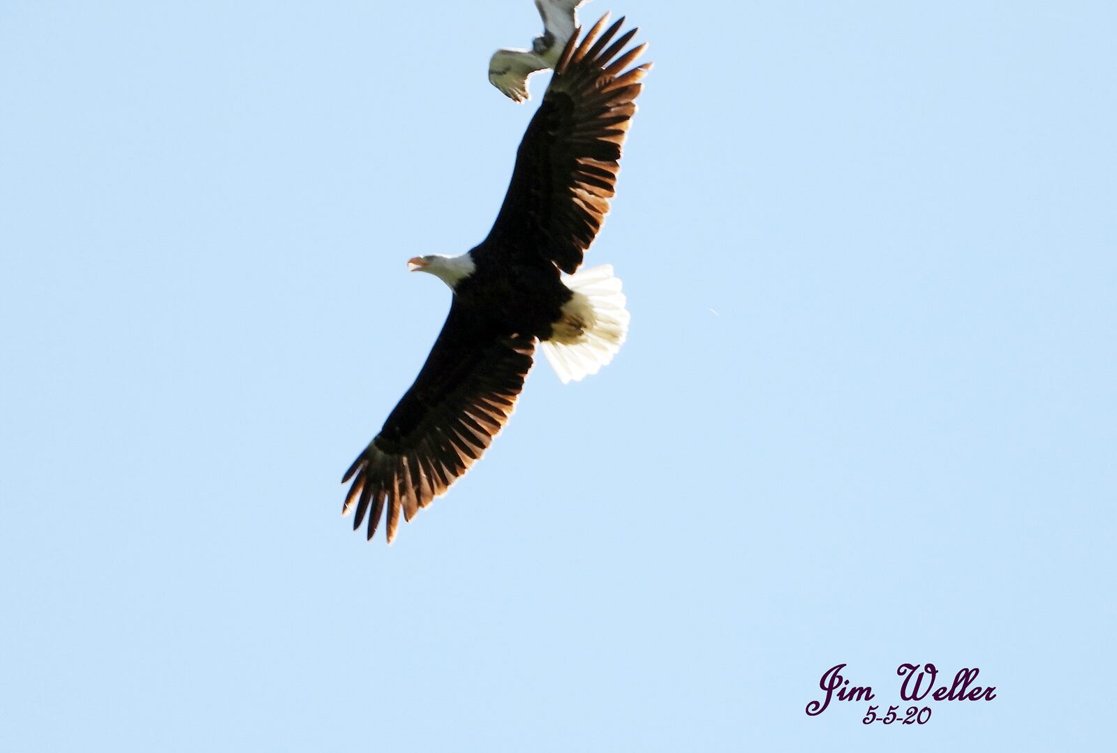 Willa, one of Carillon Historical Park's resident bald eagles, battles a red-tailed hawk to keep her young eaglets safe. JIM WELLER / CONTRIBUTED