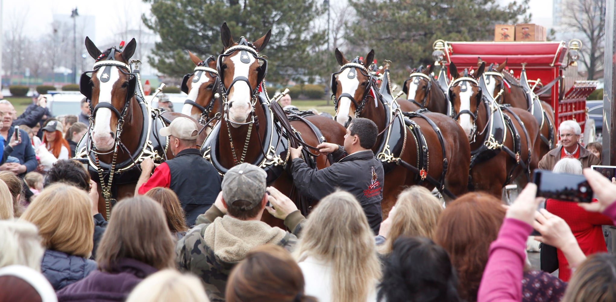 PHOTOS: The Budweiser Clydesdales are in Dayton