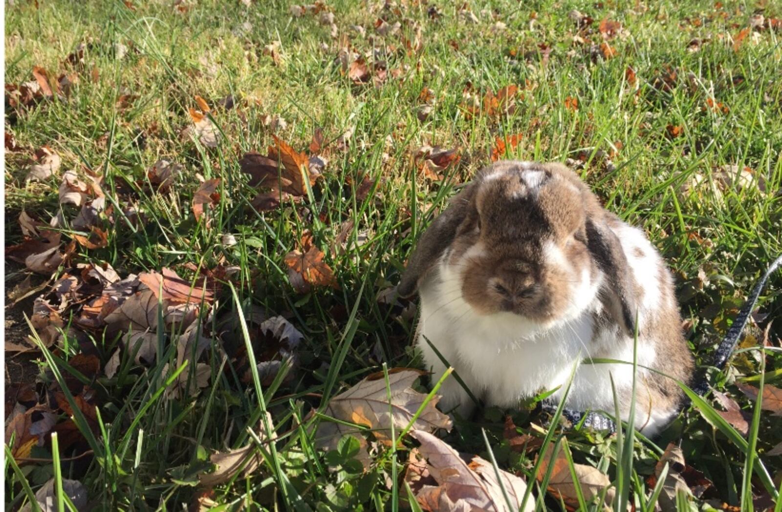 Clover, a Holland Lop, joined their family about three years ago.  SAMARA MONTEMORE / CONTRIBUTED