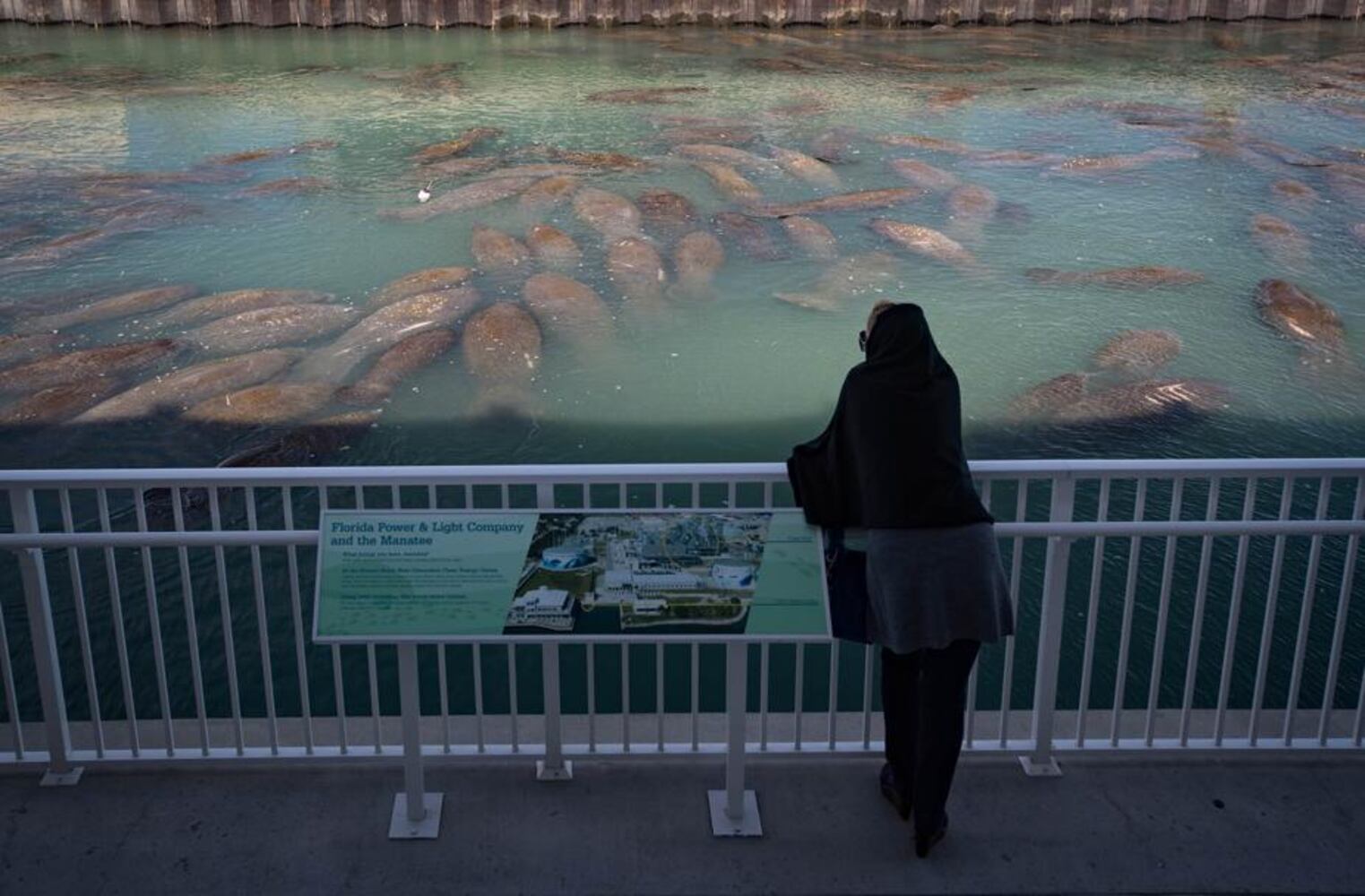 over 200 manatees keeping warm near florida power plant