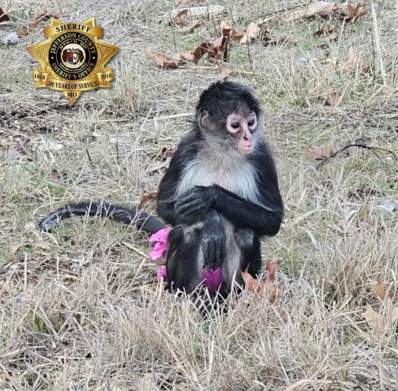 This Jan. 3, 2025 image provided by the Jefferson County Sheriff's Office shows an escaped spider monkey near Caledonia, Mo. (Jefferson County Sheriff's Office via AP)