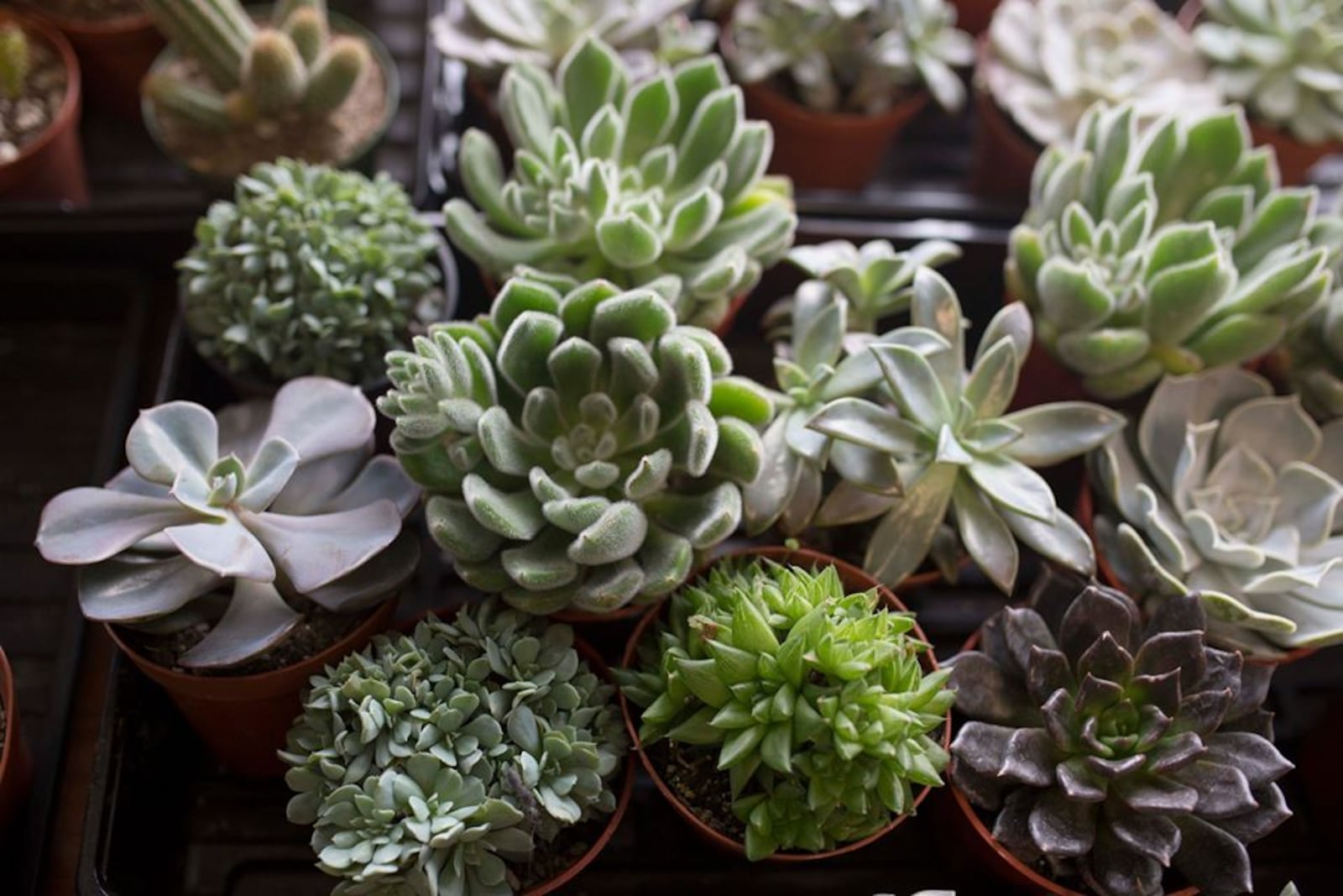 Luna Gifts & Botanicals offers succulents, plants, and cacti in so many varieties. CONTRIBUTED