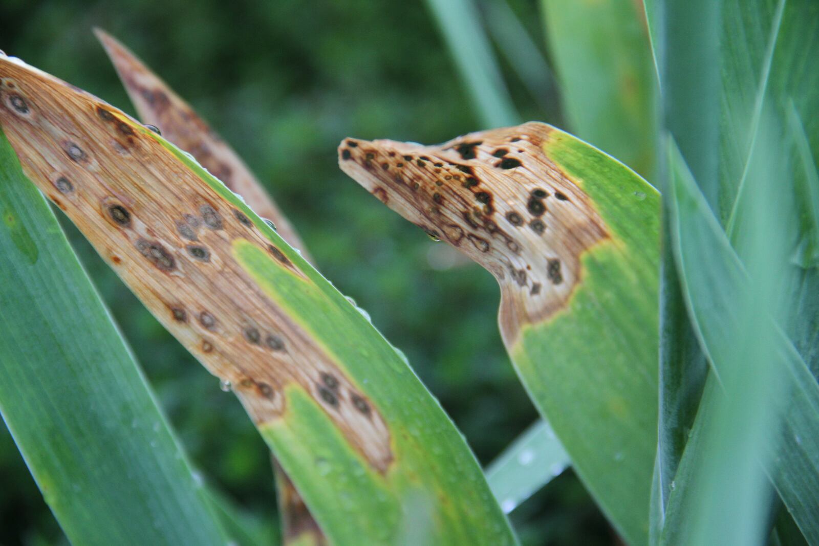 Leaf spot disease on iris. CONTRIBUTED