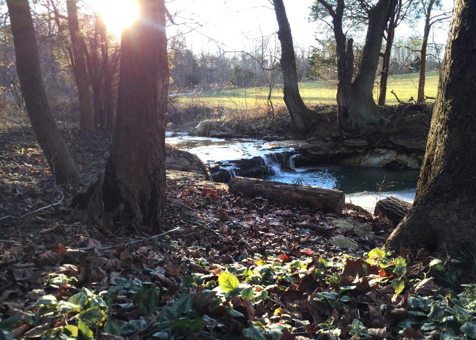 Carrie Scarff, chief of planning and projects for Five Rivers MetroParks, has a "little cabin on a creek with woods and prairies and fields, so I have my place to roam." CONTRIBUTED PHOTO