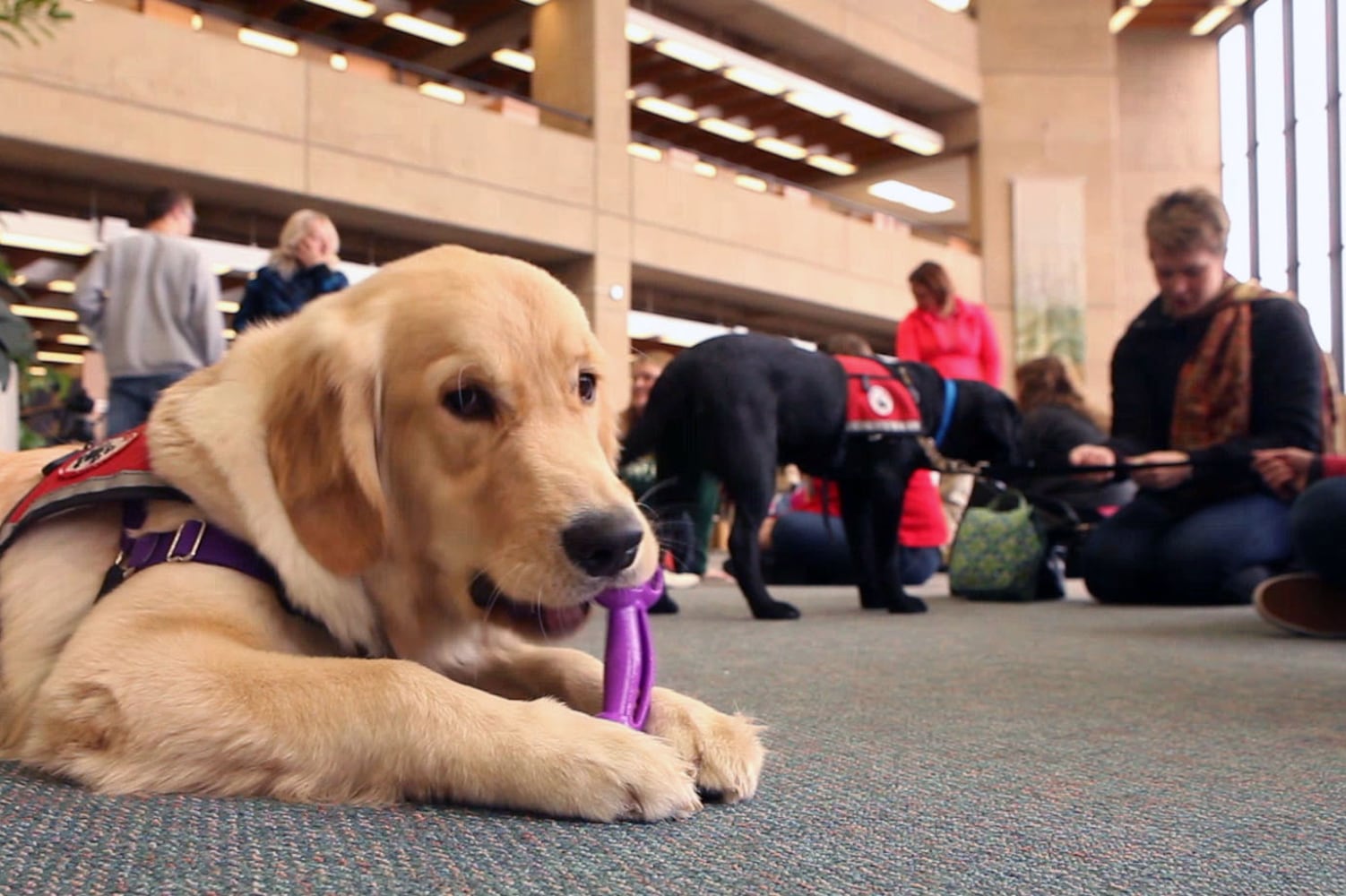 Finals Week Stress Relief Dogs