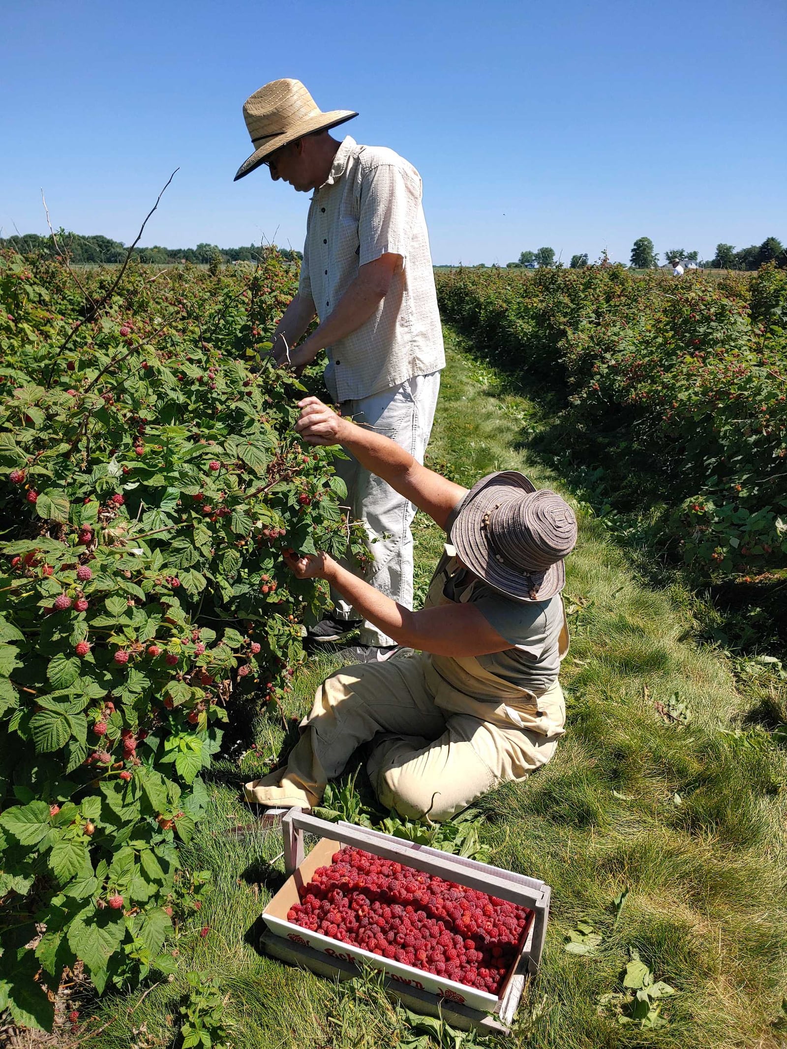 Joe and Julie Garrigan of Springfield pick berries at the Champaign Berry Farm in Urbana. - Contributed