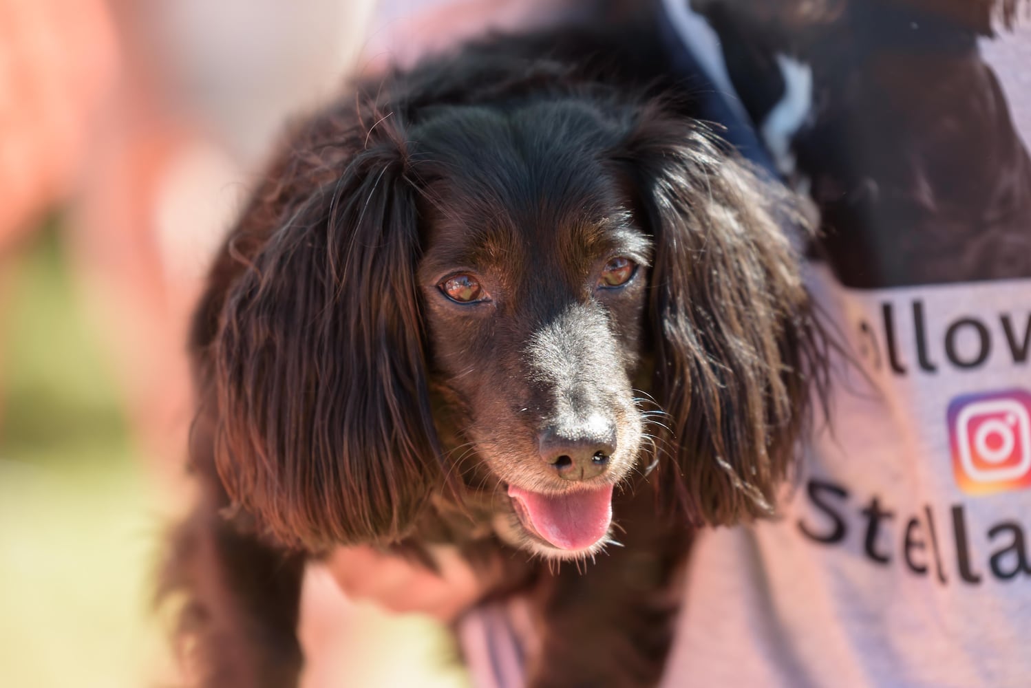 PHOTOS: 2024 Oktoberfest Springboro