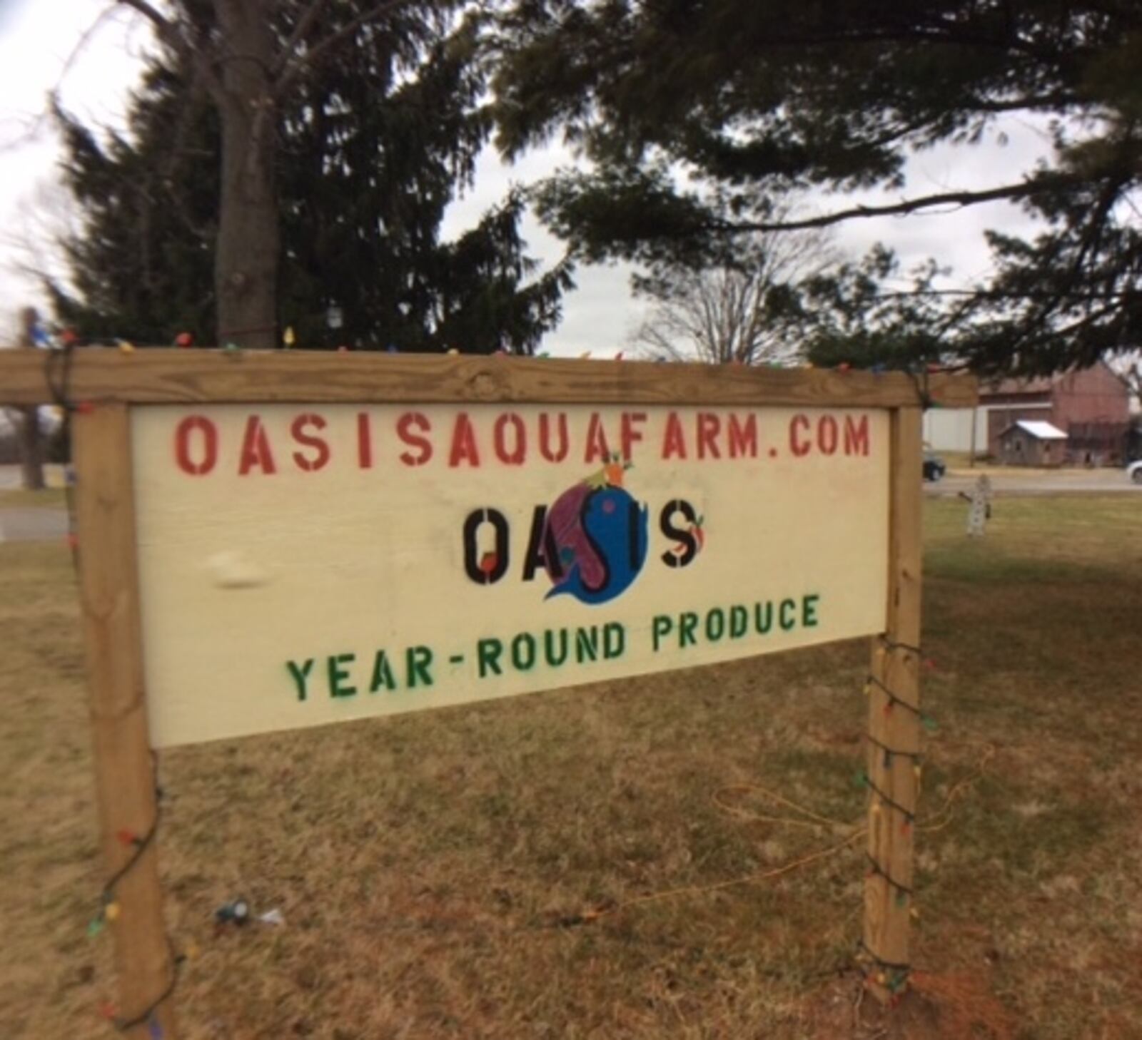 Plants are germinating and growing at Oasis Aqua Farm in Beavercreek Twp., which will soon provide fresh vegetables, fruits and herbs, and later fish and crayfish, to those who purchase shares in the Community Supported Agriculture (CSA). MARK FISHER/STAFF