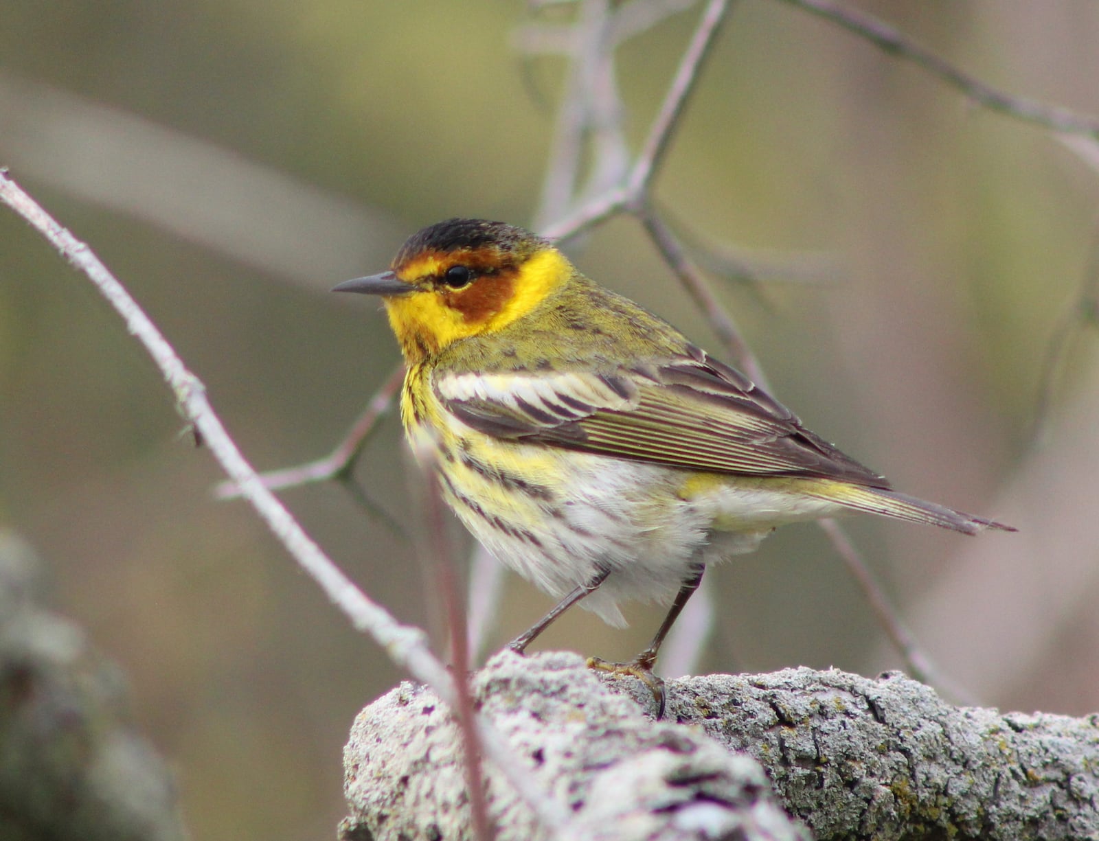 Warblers are one of Josh Fries' favorites to spot. CONTRIBUTED