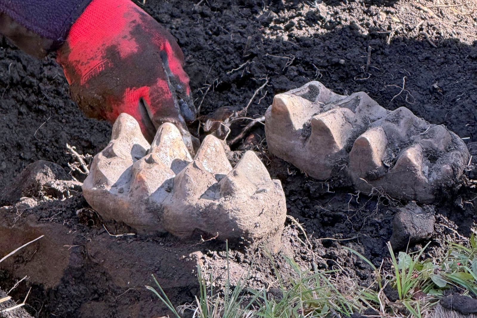 New York State Museum and State University of New York Orange staff unearth a complete well-preserved mastodon jaw, as well as a piece of a toe bone and a rib fragment, that were discovered by a man who spotted two giant teeth while gardening at his upstate New York home, near Scotchtown, NY. (New York State Museum via AP)