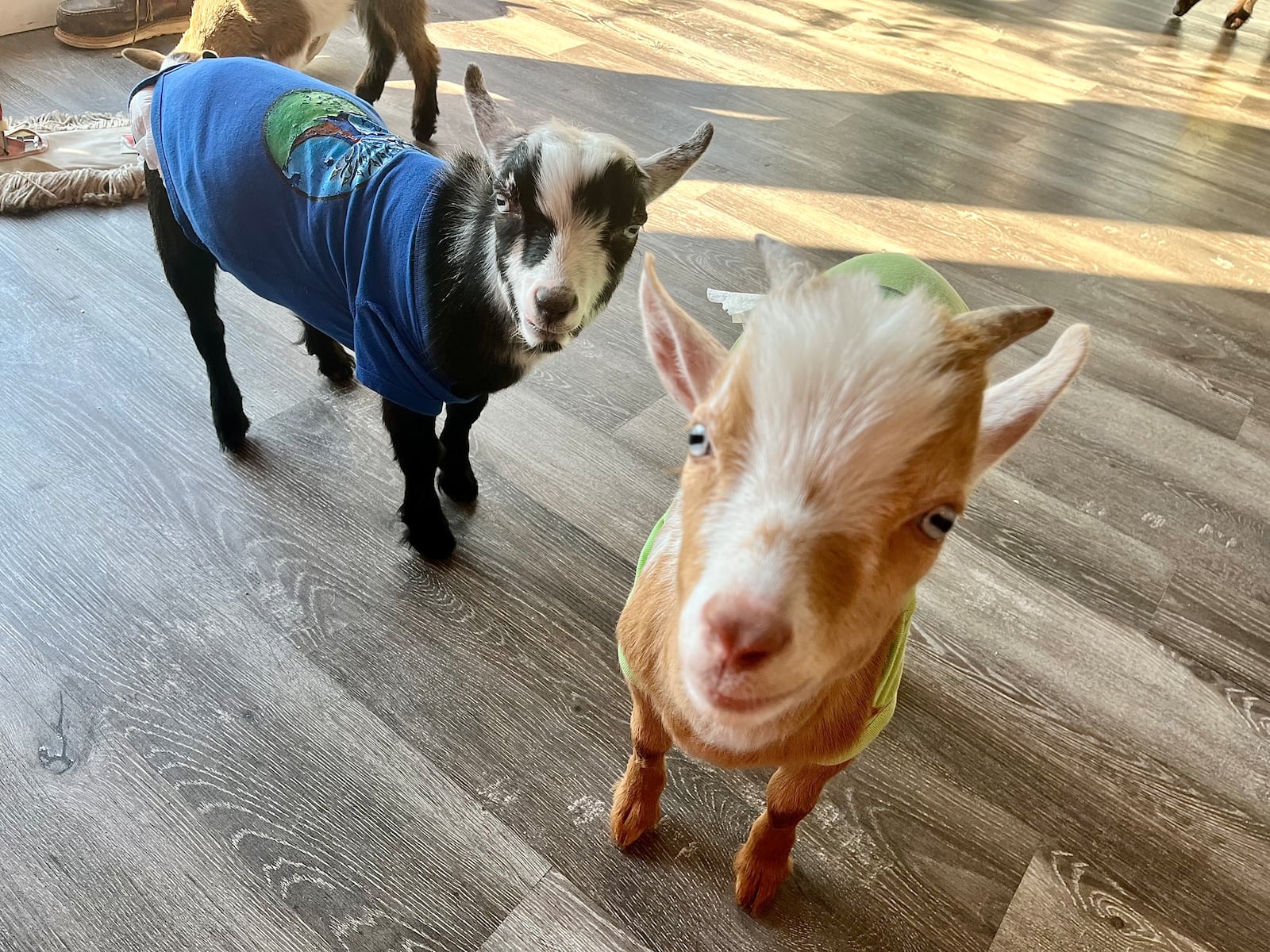 GoatCountry, located at The Greene in Beavercreek near Von Maur, offers goat cuddles, yoga and more. NATALIE JONES/STAFF