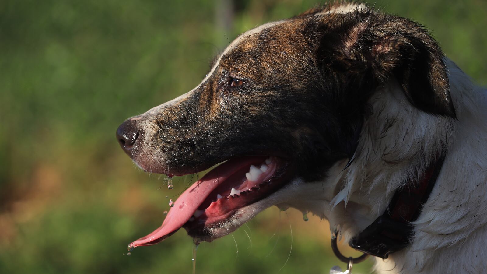 Signs of heatstroke in dogs include heavy panting, glazed eyes and rapid heartbeat.