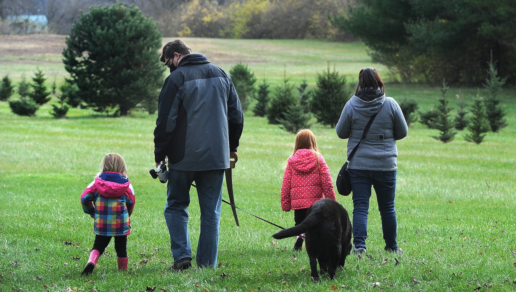 Christmas tree farm