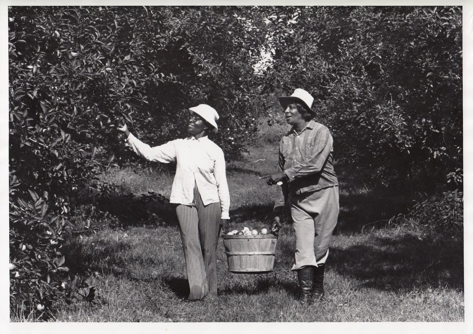 Monnin’s Fruit Farm was founded by Phyllis and Roger Monnin in 1961. The couple's sons Nick and Glenn are now at the helm. In this 1980 photo, Marian Gilmore and Sarah Riley went apple picking. The sisters picked many bushels of apples for cobblers, pies and apple sauce. 