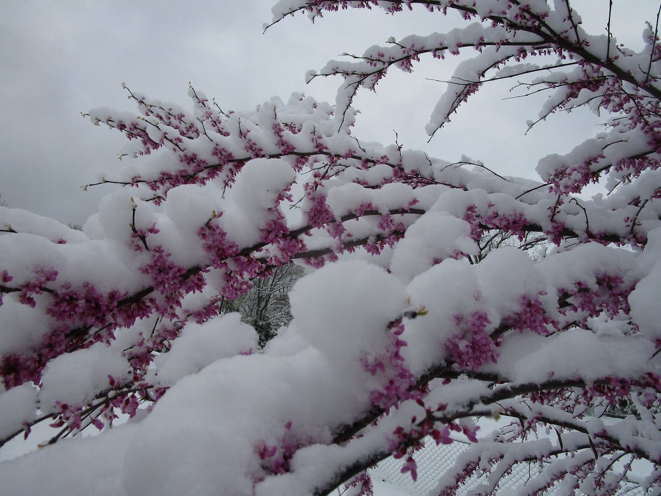 PHOTOS: Snowfall in April in the Miami Valley