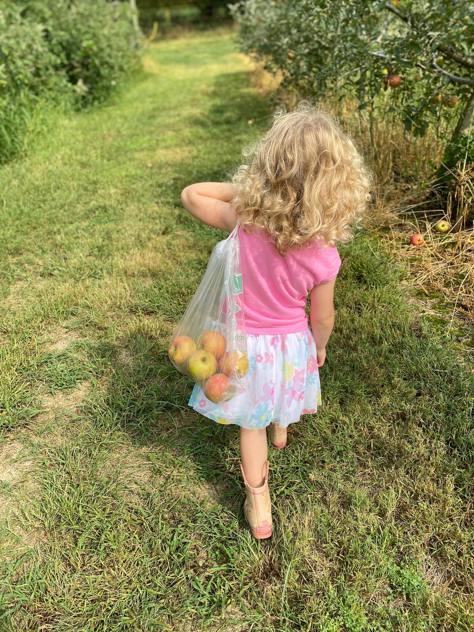 Apple picking is a family affair at Peifer Orchards in Yellow Springs. CONTRIBUTED