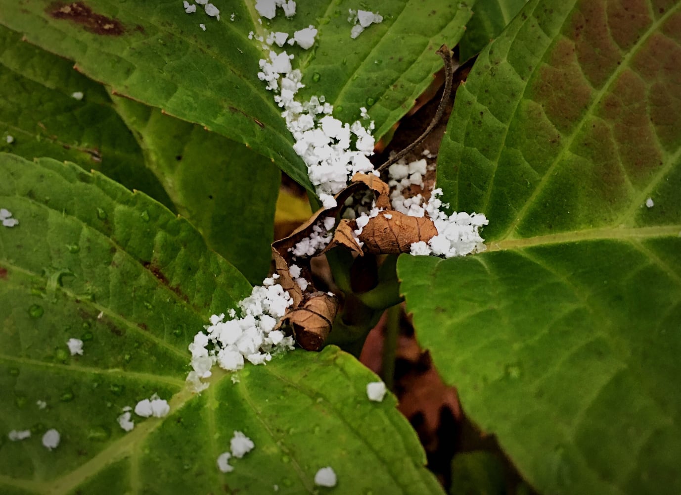 PHOTOS: First snow of the season