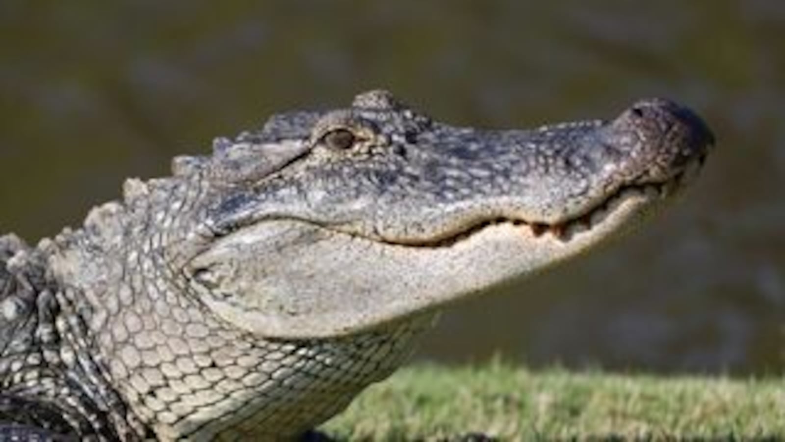 One Florida family used an alligator in a gender reveal party.