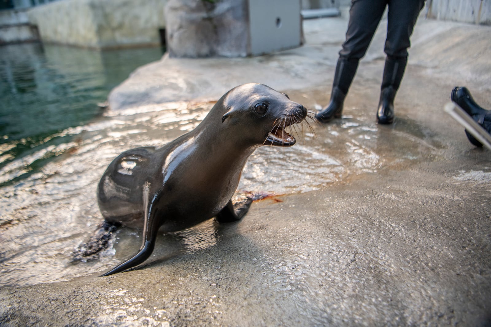 This photo provided by Point Defiance Zoo & Aquarium shows sea lion pup named Pepper on Thursday, Feb. 6, 2025, at the the Point Defiance Zoo & Aquarium in Tacoma, Washington. (Katie G. Cotterill/Point Defiance Zoo & Aquarium via AP)