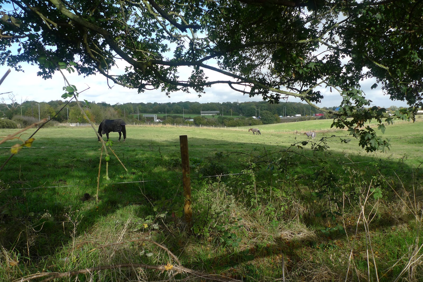 Horses graze in a field on the outskirts of Abbots Langley, England, on Friday, Oct. 18, 2024. Plans to build a data center at the site has pitted the national government's priorities against the interests of local villagers. (AP Photo/Peter Morgan)