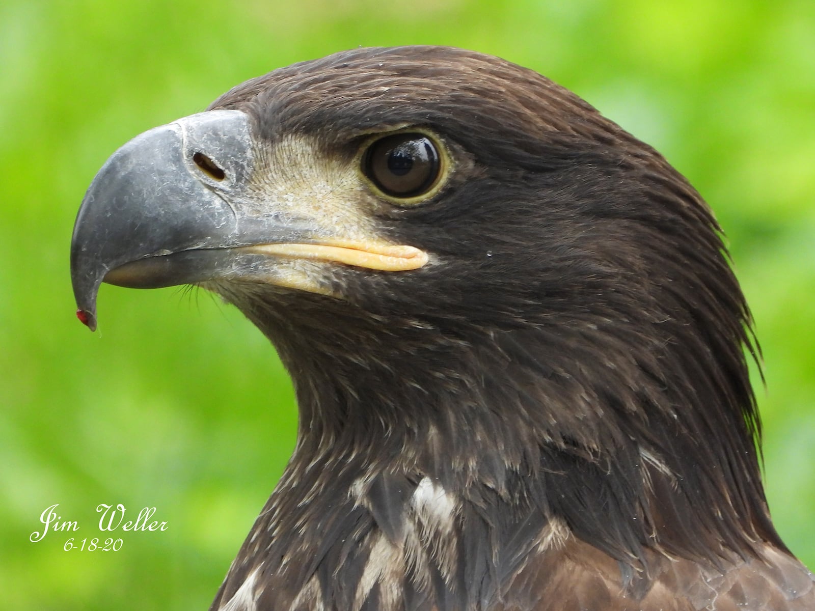 Prop, one of the Carillon Historical Park's newest eaglets, took his first flight Thursday, June 18. CONTRIBUTED PHOTO / JIM WELLER