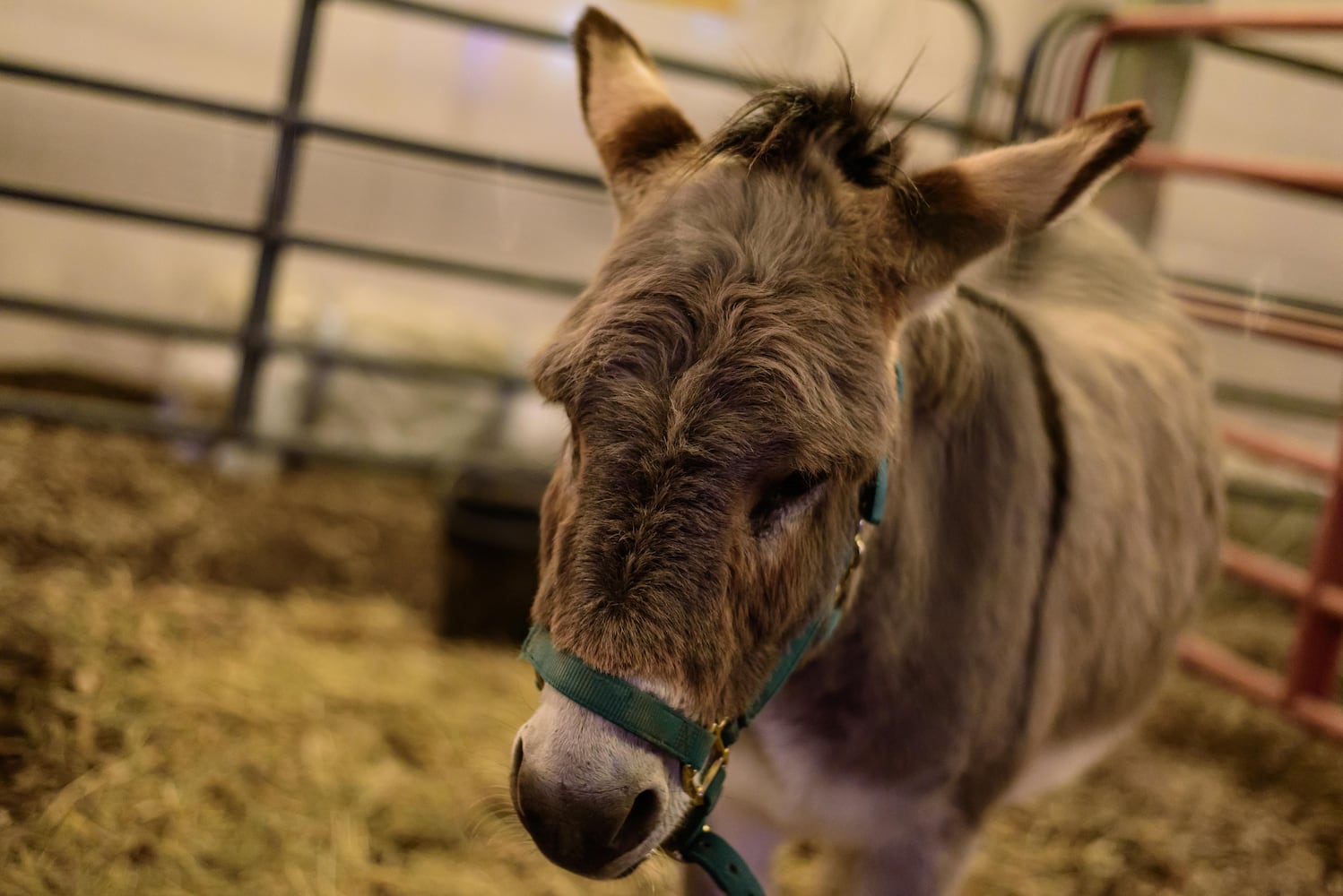 PHOTOS: Yuletide Village: Season of Lights 2024 at Renaissance Park