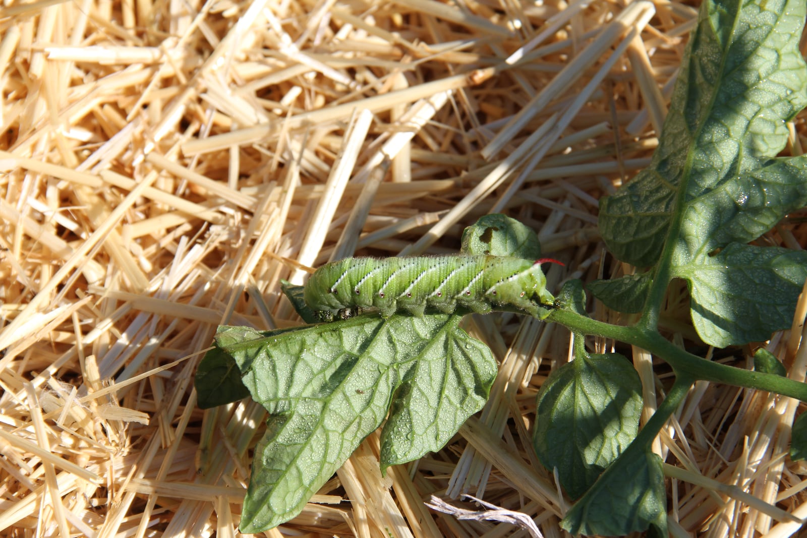 Tobacco hornworms are common insect pests of tomatoes. CONTRIBUTED