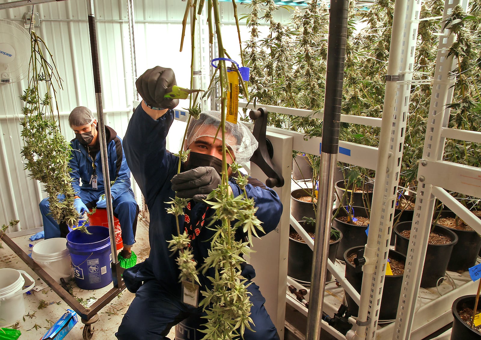 Pure Ohio Wellness employees harvest a small amount of the cannabis that's grown in their cultivation facility in Clark County. Monday, Dec. 4, 2023. BILL LACKEY/STAFF