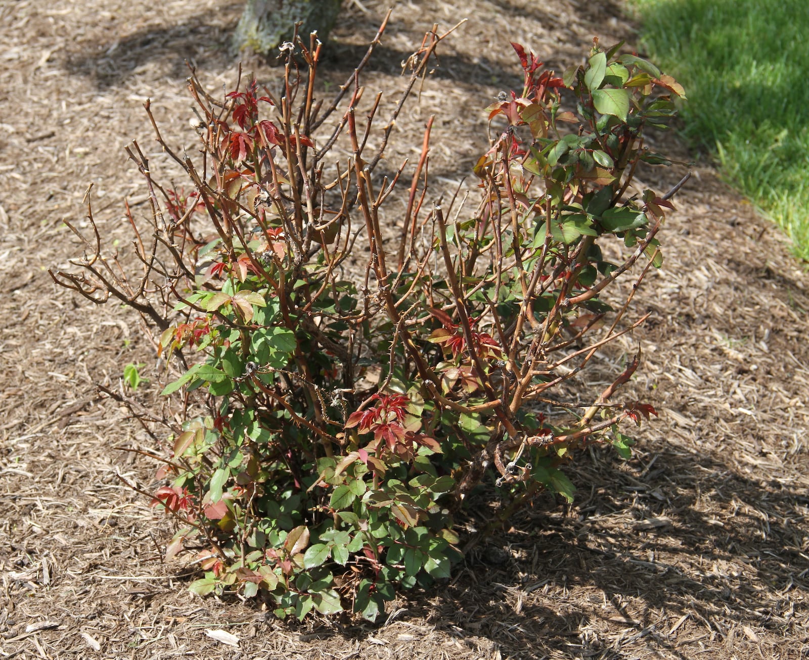 Rose with winter injury. The dead brown stems should be removed before the new growth begins in spring. CONTRIBUTED PHOTO