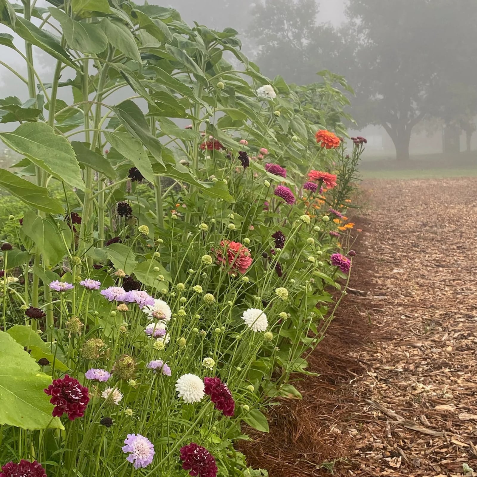 Oak and Ember Farms is partnering with local entrepreneur Carly Short to lead a cut-flower subscription program (CONTRIBUTED PHOTO).