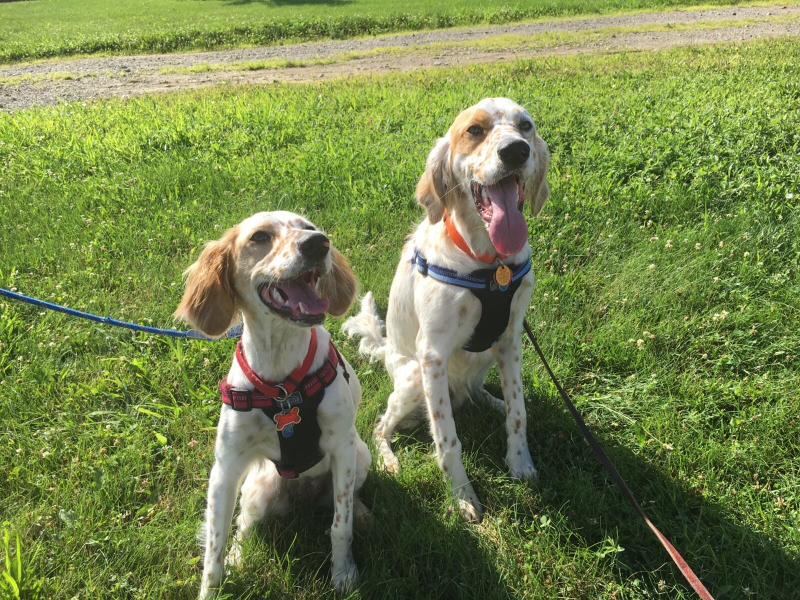 Two pups enjoy the day's festivities. PHOTO/Jeffrey Brown