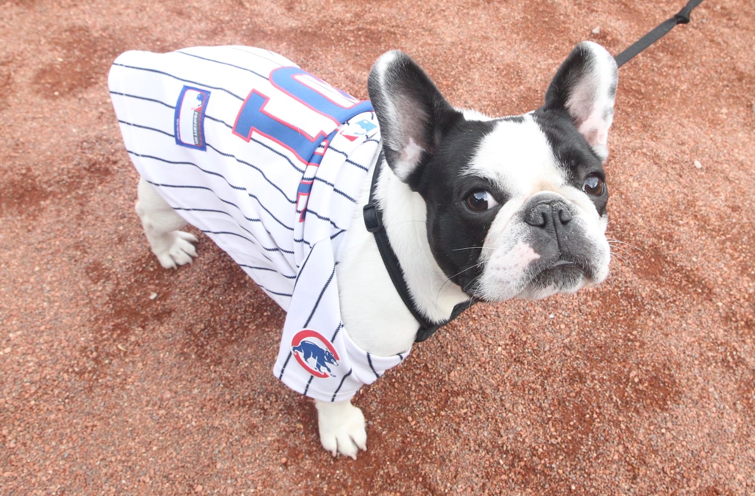 Photos: Bark in the Park Night at Great American Ball Park